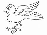 Uccelli Bird Pajaritos Disegno Colorare Stampa Lindos Aves Coloratutto sketch template