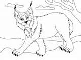 Lynx Selvagem Colorironline sketch template