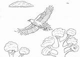 Tailed Wedge Eagle Pages Flying Coloring Low Birds Robin Great sketch template