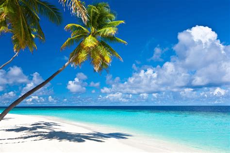 Caribbean Beach Wallpaper 65 Images