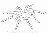 Drawing Draw Tarantula Spider Step Kids Tutorials Arachnids Learn Class Bugs Drawings Coloring Spiders Witches Tail Fairy Reference Drawingtutorials101 Paintingvalley sketch template