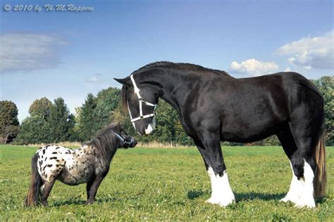 httpwwwshire horse gestuetdeforumshire  falabella  jpg