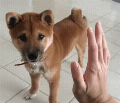 high five gannicus s find and share on giphy