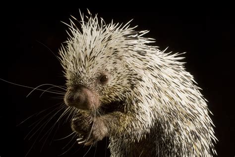 porcupine oregon zoo