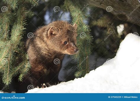 fisher coming   den stock image image  mammals