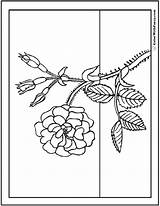 Rose Coloring Pages Wild Buds Printable Sheet Pdf Stem Printables Colorwithfuzzy Kids sketch template