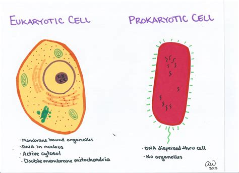 prokaryotic and eukaryotic cells difference between prokaryotic and