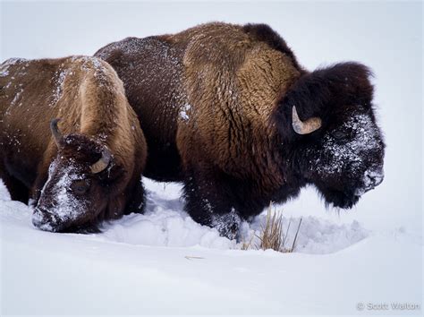 bison grazing scott walton photographs