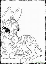 Zebra Coloring Baby Cute Pages Getcolorings Print Colo Getdrawings sketch template