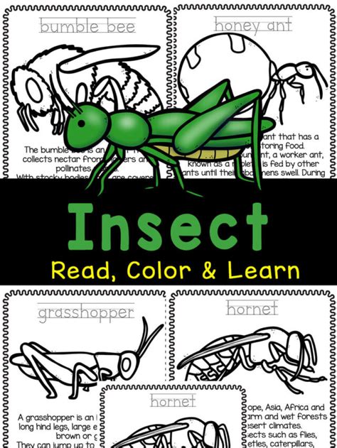 insect coloring pages kindergarten worksheets  games