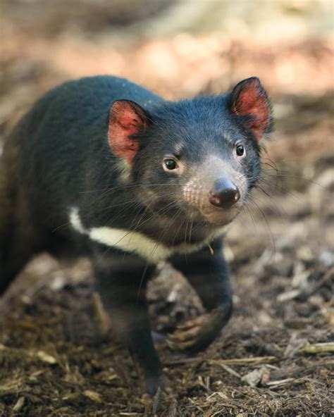 Tasmanian Devils Adjust To Life In Captivity At The St