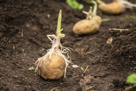 grow seed potatoes paris farmers union