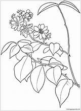 Barbados Coloring Pereskia Pages Leaf Aculeata Gooseberry Cactus Online Flower Choose Board Coloringpagesonly sketch template