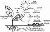 Oxygen Carbon Dioxide Photosynthesis sketch template