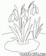 Colorkid Coloring Snowdrops sketch template