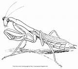 Mantis Praying Coloring Drawing Printable Mantodea Color Designlooter Pages Crayon Palace Drawings 35kb Insects Description Getdrawings Getcolorings sketch template