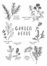 Drawing Herbs Herb Line Drawings Sketches Botanical Plant Paintingvalley Clip Vector Illustration Doodle sketch template