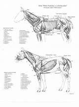 Veterinary Muscles Gore Horsemanship Anatomie Pferde Muskulatur Anatomical Anatomia Veterinaria Skeleton Pferd sketch template