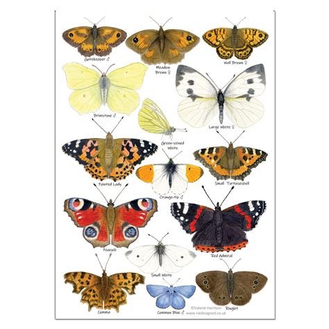 british garden butterflies identification  card postcard