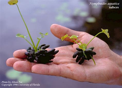 Center For Aquatic And Invasive Plants University Of Florida Ifas
