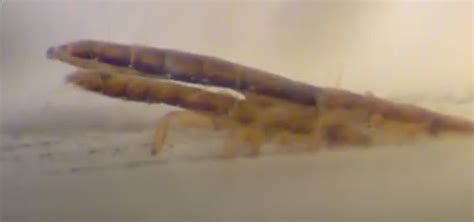 scientists film lice making love for the first time ever