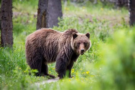 amazing grizzly bear facts  planet