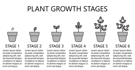 plant growth stages infographics  art icons planting instruction