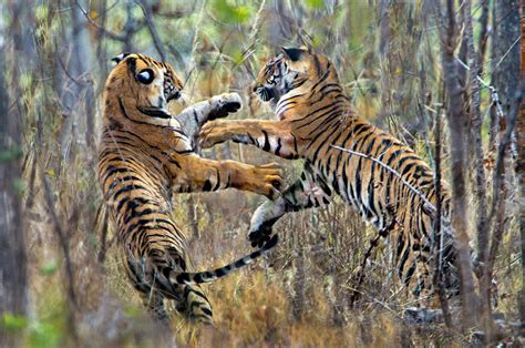 tigers fighting high resolution stock photography  images alamy
