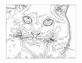 Coloring Number Color Pages Hard Adults Difficult Printable Cat Numbers Challenging Adult Advanced Really Teenagers Mosaic Extreme Disney Colour Paint sketch template