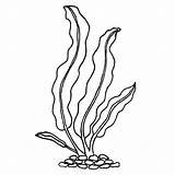 Kelp sketch template