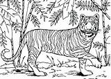 Coloring Pages Tiger Forest Rainforest Animals Asian Bamboo Color Outline Tropical Drawing Deciduous Print Printable Tigers Online Animal Fire Getcolorings sketch template