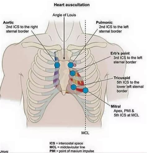 The Very Basics Of Heart Auscultation – Doctor B The Pt