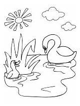Coloring Pages Animal Families Babies Cygnet Swan sketch template