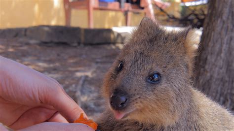 quokka love carrot cute rotto rottnest island australia 4k youtube