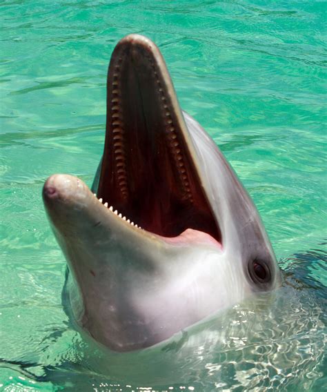 dolphin teeth photograph  bob slitzan