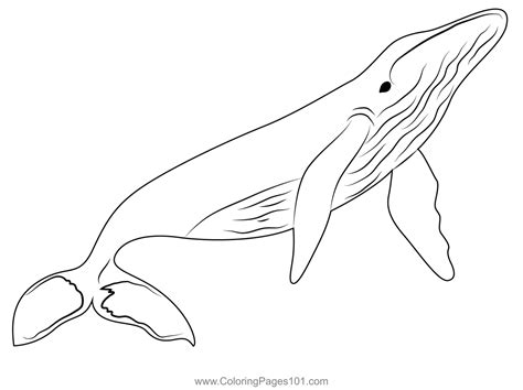 whales coloring page  kids  whales printable coloring pages