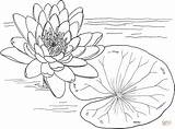 Nymphaea Ninfea Stampare Supercoloring Waterlily sketch template