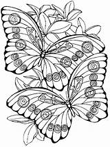 Vlinders Volwassen Volwassenen Downloaden Uitprinten sketch template