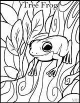 Frogs Tree Frog Coloring Pages Drawing Kids Printable Size Cute Adults Clipart Coqui Outline Color Red Print Realistic Sheets Eyed sketch template