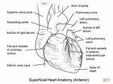 Cuore Umano Partes Corazón Anatomie Herz Anatomical Menschliche Supercoloring Stampare sketch template