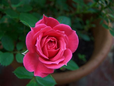 miniature rose plant houseplant care tips houseplantcom houseplant