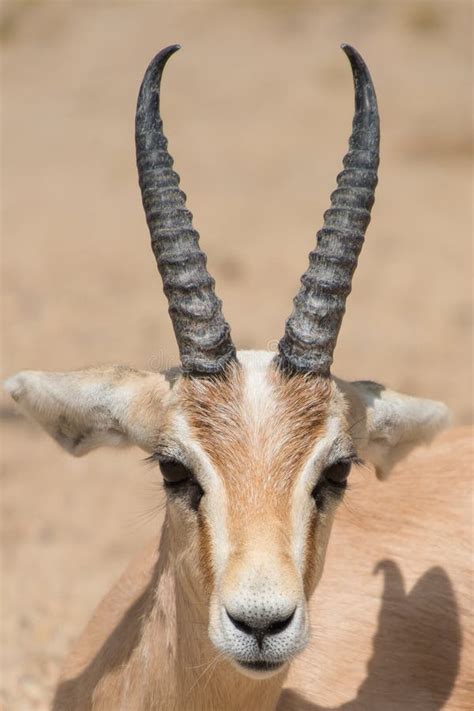 antelope portrait stock image image  composition shot