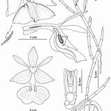 Epidendrum Ames Publication Brenes Holotype sketch template