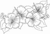 Coloring Hawaiian Pages Flower Flowers Lei Drawing Jasmine Leaves Getdrawings Printable Hibiscus Getcolorings Blank Colorings Color sketch template
