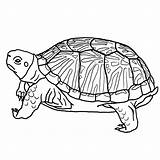 Schildpadden Kleurplaten Schildpad sketch template
