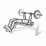 Decline Press Bench Barbell Clipart Cliparts Chest Tips Exercise Library Powerlifting sketch template