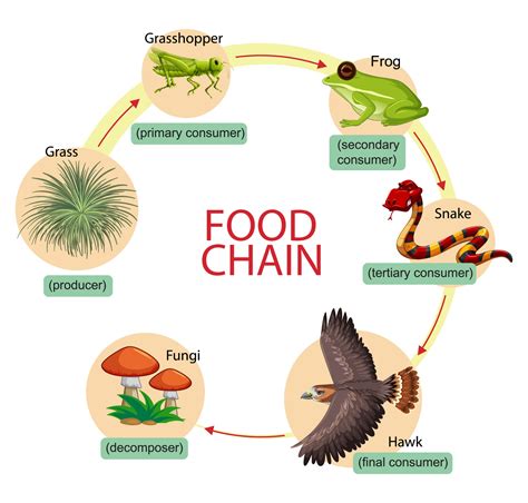 diagram showing food chain  vector art  vecteezy