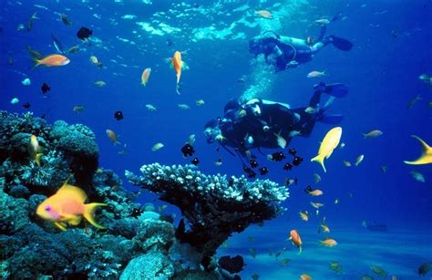scuba diving sites  dubai uae travel tips