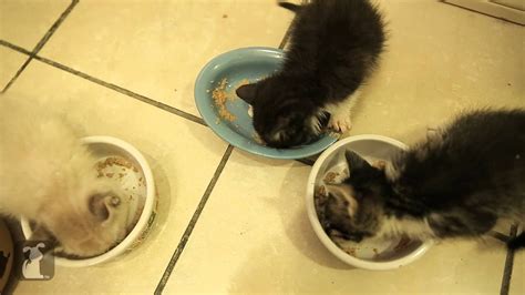 Kittens Get Messy At Dinner Time Kitten Love Youtube
