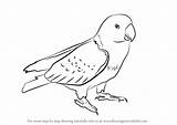 Parrot Drawing Draw Step Red Parrots Green Drawingtutorials101 Animals Getdrawings sketch template